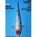 Dainichi Toyota High Quality Tancho Showa Pandora 31cm...