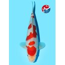 Kondo - Narita VHQ Showclass Goshiki 29cm Narita Online...