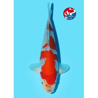 Kondo - Narita VHQ Showclass Goshiki 32cm Narita Online...