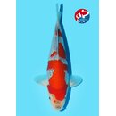 Kondo - Narita VHQ Showclass Goshiki 32cm Narita Online...