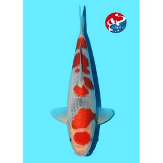 Kondo - Narita VHQ Showclass Goshiki 33cm Gewinner AJYKS...