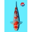 Kondo - Narita VHQ Showclass Goshiki 33cm Gewinner AJYKS...