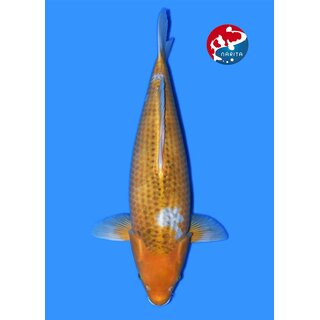 Taniguchi - Narita Very High Quality GOLDEN CORN FEMALE...