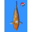Taniguchi - Narita Very High Quality GOLDEN CORN FEMALE...