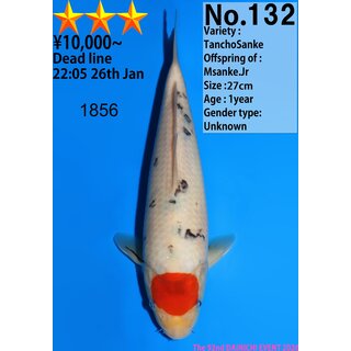 Dainichi Very High Quality Tancho Sanke MSanke.Jr 30cm...