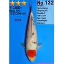 Dainichi Very High Quality Tancho Sanke MSanke.Jr 30cm...