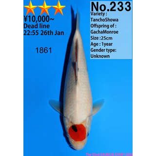 Dainichi Very High Quality Tancho Showa GachaMonroe 27cm...