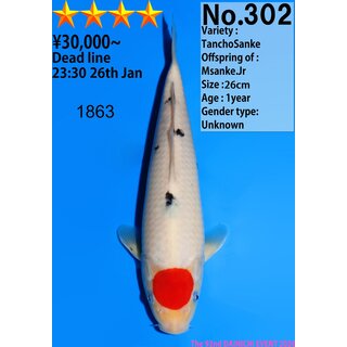 Dainichi Very High Quality Tancho Sanke MSanke.Jr 28cm...