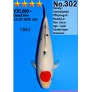 Dainichi Very High Quality Tancho Sanke MSanke.Jr 28cm...