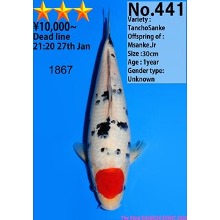 Dainichi Very High Quality Tancho Sanke MSanke.Jr 32cm...