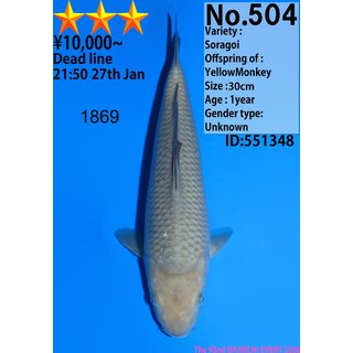 Dainichi High Quality Soragoi YELLOW MONKEY 33cm aus...