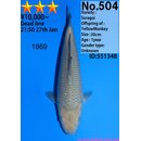 Dainichi High Quality Soragoi YELLOW MONKEY 33cm aus...