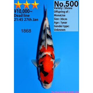 Dainichi Very High Quality Showa MonaLisa 31cm aus...