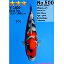 Dainichi Very High Quality Showa MonaLisa 31cm aus...