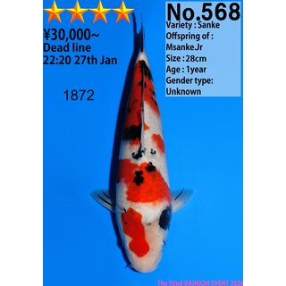 Dainichi Very High Quality Sanke MSanke.Jr 30cm aus...