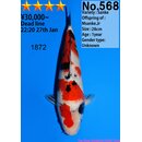 Dainichi Very High Quality Sanke MSanke.Jr 30cm aus...