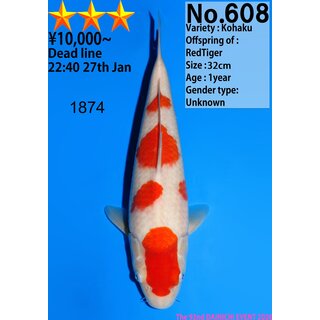 Dainichi Very High Quality Kohaku RedTiger 33cm aus...