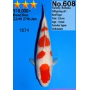 Dainichi Very High Quality Kohaku RedTiger 33cm aus...