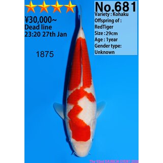 Dainichi Very High Quality Kohaku RedTiger 31cm aus...