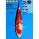 Dainichi Very High Quality Kohaku RedTiger 31cm aus...