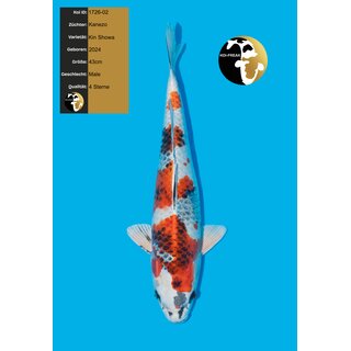 Kanezo High Quality Kin Showa 43cm geb. 2024