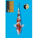 Kanezo High Quality Kin Showa 43cm geb. 2024