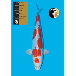 Marusaka Top Kikusui 42cm geb. 2024