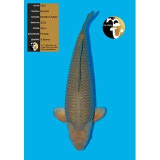 Ikarashi VHQ Metallic Chagoi 56cm FEMALE geb. 2024