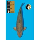Ikarashi VHQ Metallic Chagoi 56cm FEMALE geb. 2024