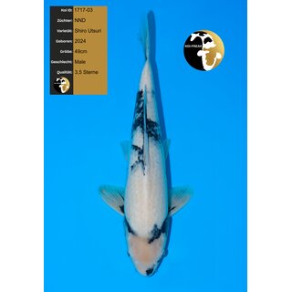 NND Top Quality Shiro Utsuri 49cm geb. 2024