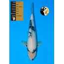NND Top Quality Shiro Utsuri 49cm geb. 2024