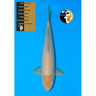 NND Top Quality Karashi Karashigoi 52cm geb. 2024