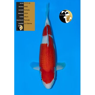 NND Top Quality Kohaku 46cm Female geb. 2024