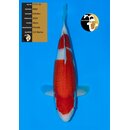 NND Top Quality Kohaku 46cm Female geb. 2024