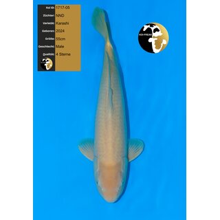 NND High Quality Karashi Karashigoi 55cm geb. 2024