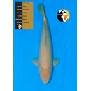 NND High Quality Karashi Karashigoi 55cm geb. 2024