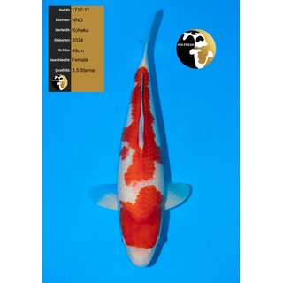 NND Top Quality Kohaku 49cm Female geb. 2024
