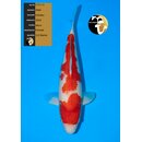 NND Top Quality Kohaku 49cm Female geb. 2024