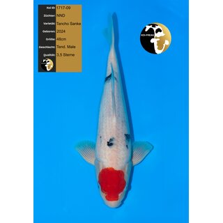 NND Top Quality Tancho Sanke 48cm geb. 2024