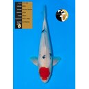 NND Top Quality Tancho Sanke 48cm geb. 2024