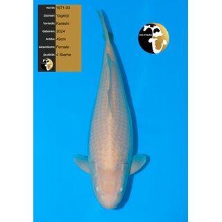 Yagenji High Quality Karashi Karashigoi FEMALE 49cm geb....