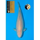 Yagenji High Quality Karashi Karashigoi FEMALE 49cm geb....
