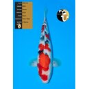NND High Quality Sanke 55cm geb. 2024