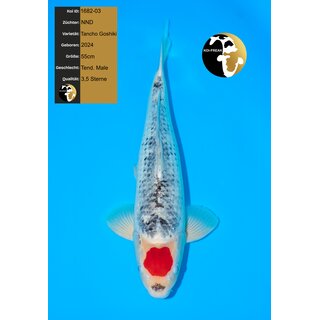 NND High Quality Tancho Goshiki 55cm geb. 2024