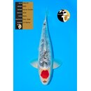 NND High Quality Tancho Goshiki 55cm geb. 2024