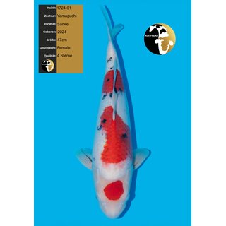 Yamaguchi High Quality Sanke FEMALE 47cm geb. 2024