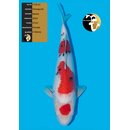 Yamaguchi High Quality Sanke FEMALE 47cm geb. 2024