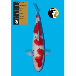 Yamaguchi Very High Quality Sanke FEMALE 50cm geb. 2024