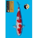 Yamaguchi Very High Quality Sanke FEMALE 50cm geb. 2024