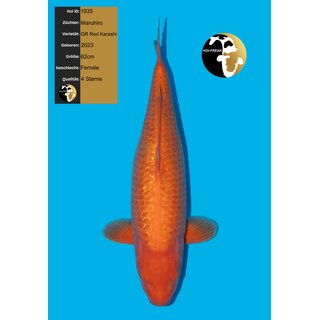 Maruhiro High Quality Ginrin Red Karashi 62cm FEMALE geb....